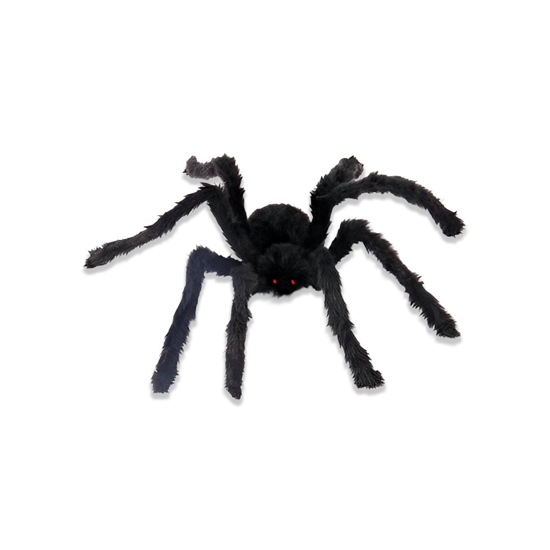 Aranha felpuda preta de pernas longas, com olhos vermelhos, em fundo branco